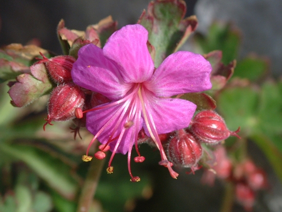Balconata di Geranium macrorrhizum a 1850 m.